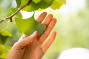 Ginkgo biloba é uma planta com ativos capazes de beneficiar o cérebro 