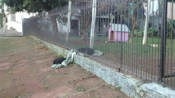 Cadela adotada compartilha cobertor com cão de rua e foto viraliza