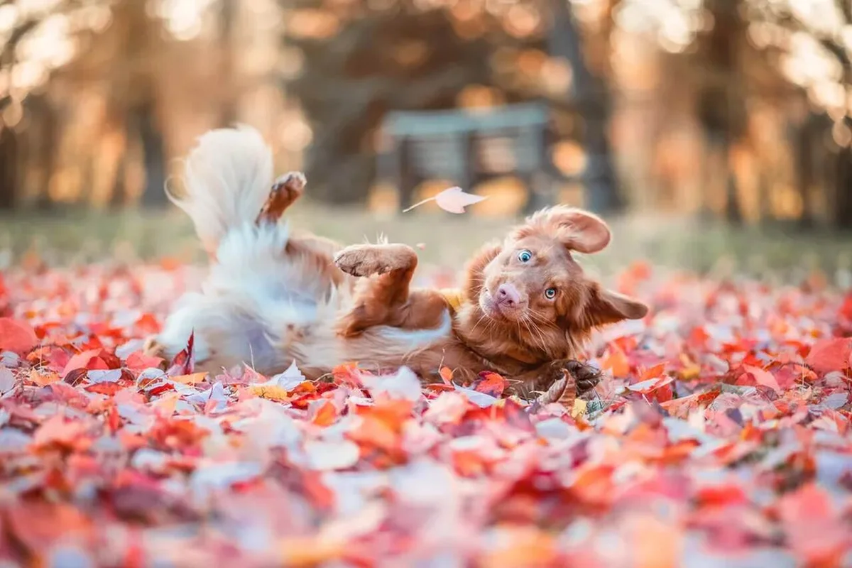 'Minha cara quando o 'crush' diz oi', finalista do Comedy Pet Photo Awards — Foto: Kerstin Leichtenmüller/Comedy Pets 'Minha cara quando o 'crush' diz oi', finalista do Comedy Pet Photo Awards — Foto: Kerstin Leichtenmüller/Comedy Pets