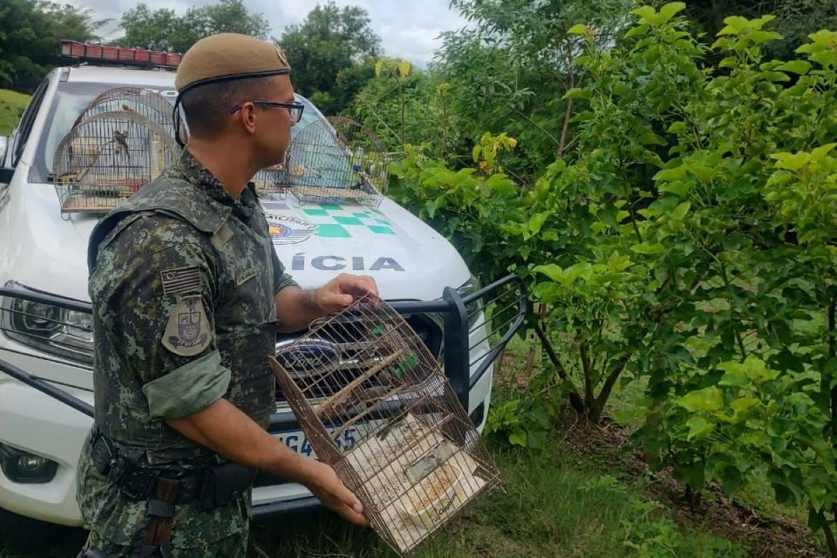 Aves encontradas em cativeiro em Pacaembu (SP) são devolvidas à natureza Aves encontradas em cativeiro em Pacaembu (SP) são devolvidas à natureza