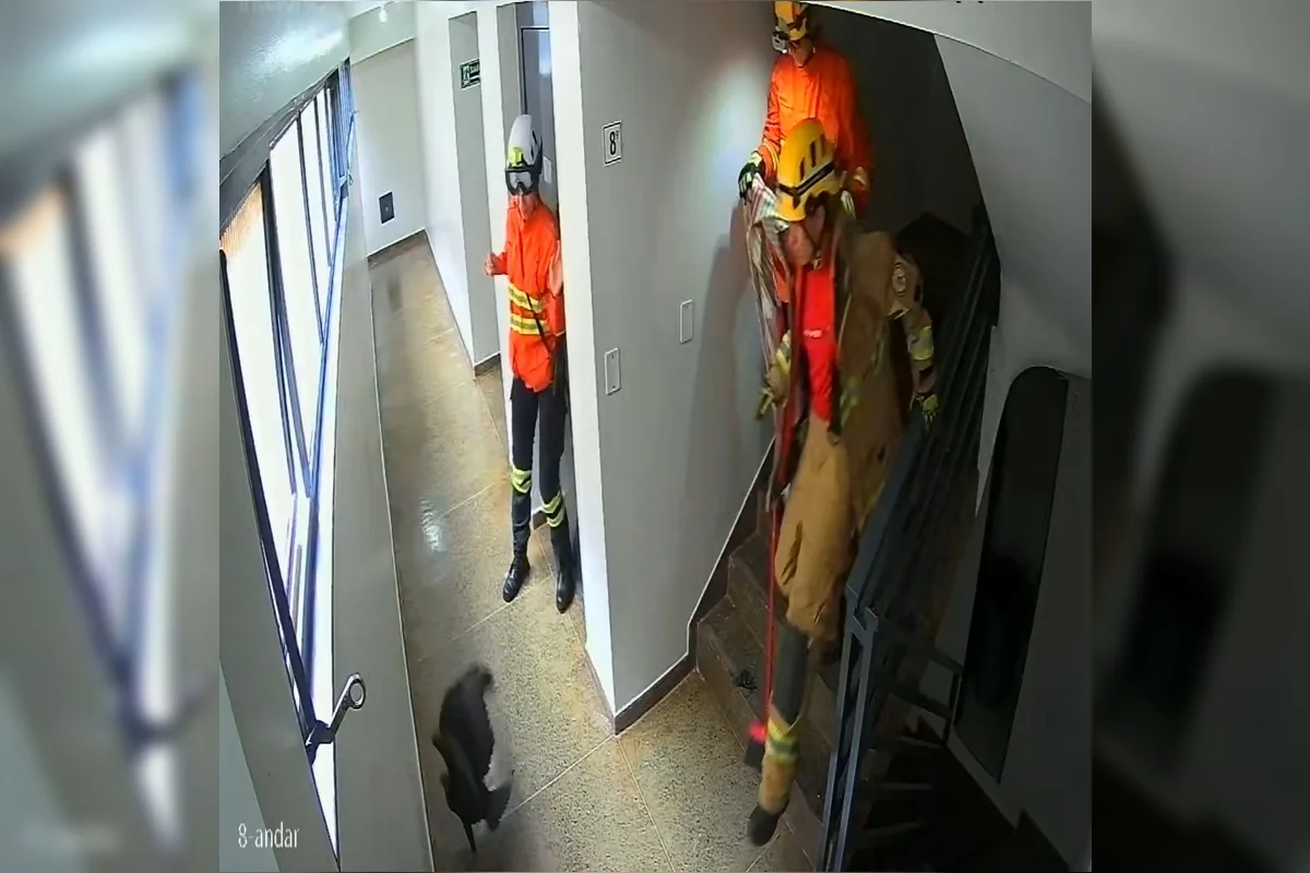 Urubu invade prédio, dá susto em moradores e é resgatado por bombeiros
