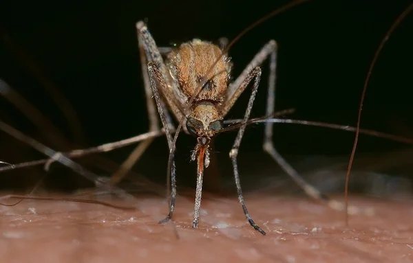foto de mosquito com zoom