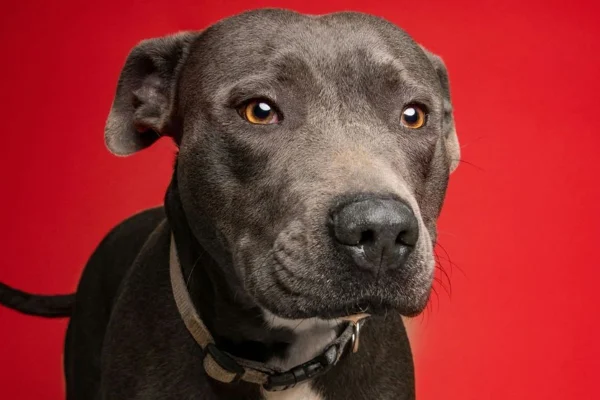 Pit-bull - Metrópoles