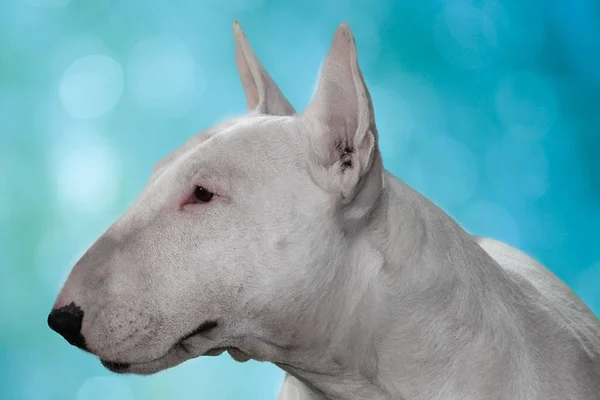 10 animais que estão extintos e você não sabia