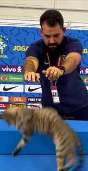 Assessor da CBF Vinícius Rodrigues expulsou gato de coletiva com Vini Jr. na Copa de 2022 Assessor da CBF Vinícius Rodrigues expulsou gato de coletiva com Vini Jr. na Copa de 2022