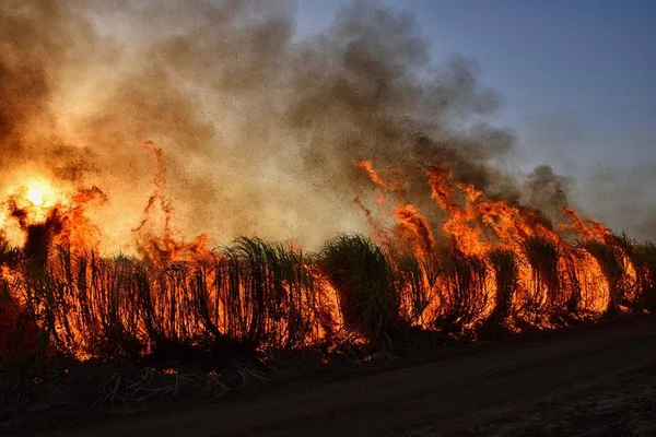 Floresta sendo atingida por um incêndio - Metrópoles