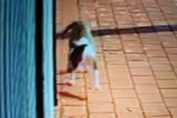 Cão bull-terrier ataca e estraçalha gato em condomínio do Jardim Botânico