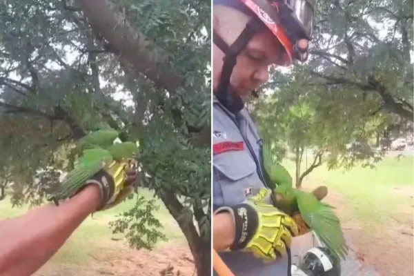 Ave "abraça" bombeiro após ser resgatada de linha de pipa no interior