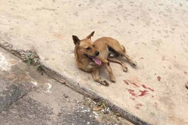 Vídeo: morador arremessa cão de janela de prédio no DF e causa revolta