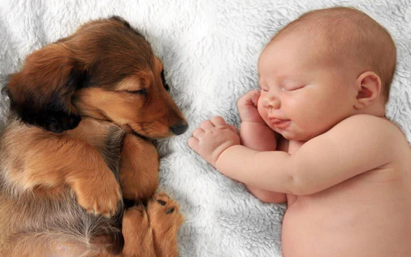 Cachorro e bebê
