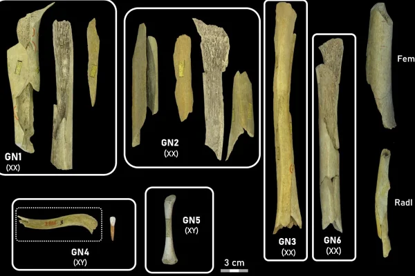 Os fragmentos ósseos encontrados nas cavernas de Goyet, na Bélgica. Metrópoles