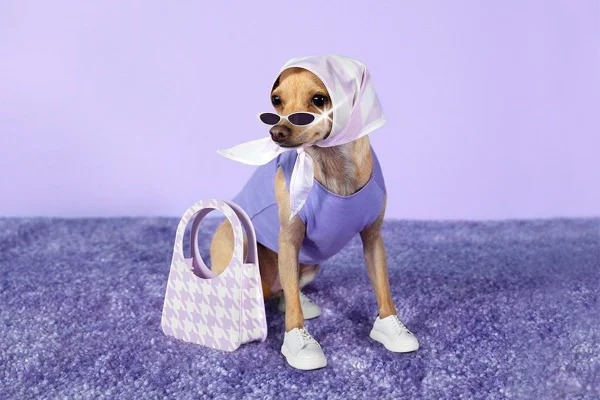 Cachorrinha influencer de moda lança marca de acessórios para humanos
