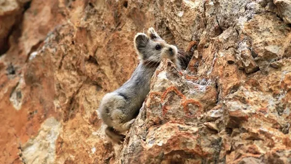 pika-de-ili