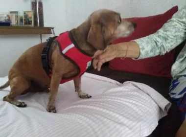 Cão percebe incêndio, chama atenção de cuidadora e salva idosos na BA