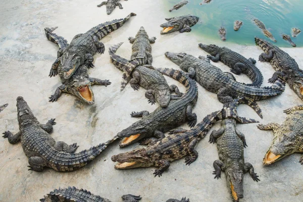 Foto colorida de vários crocodilos - Metrópoles