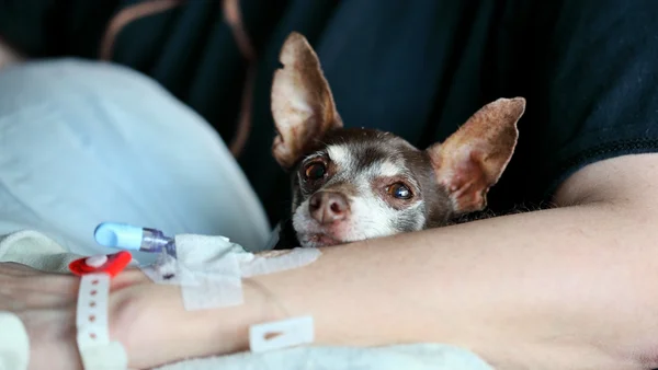 Foto colorida de pessoa em internação com cão no colo