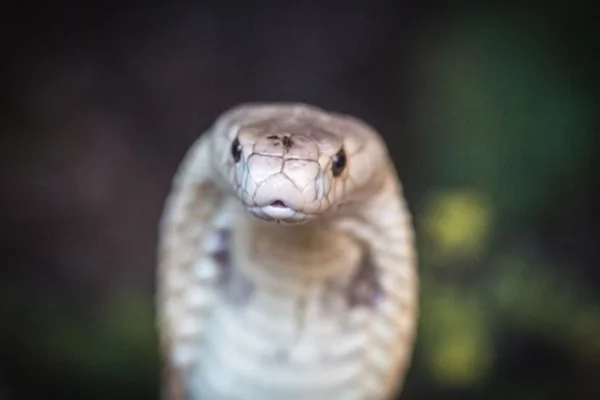 Foto colorida de cobra naja