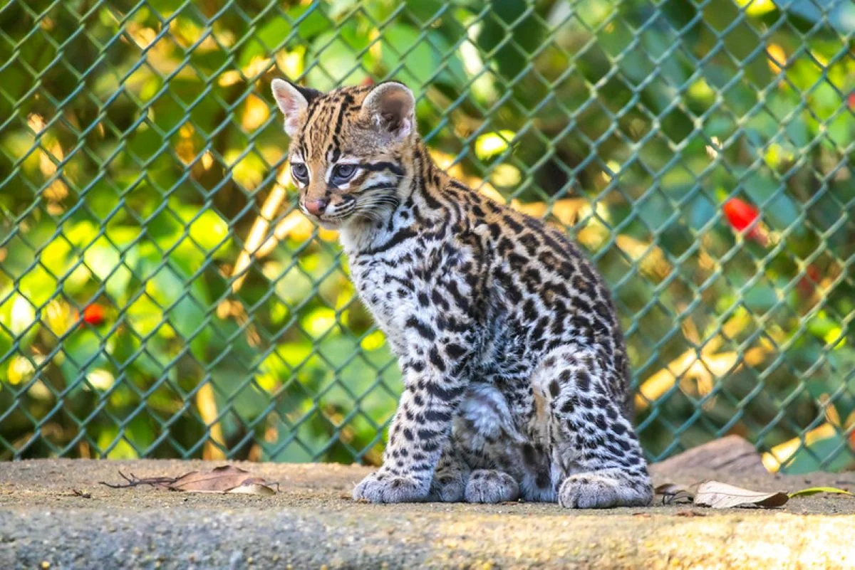 Nova moradora: filhote de jaguatirica nasce no zoológico de São Paulo - imagem 2 Nova moradora: filhote de jaguatirica nasce no zoológico de São Paulo - imagem 2