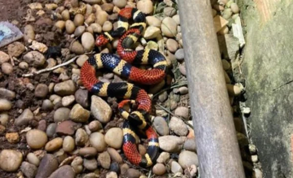 Cobra coral é encontrada em quintal de residência em Mato Grosso