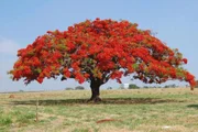 E também um piquenique com a família em uma das áreas verdes E também um piquenique com a família em uma das áreas verdes