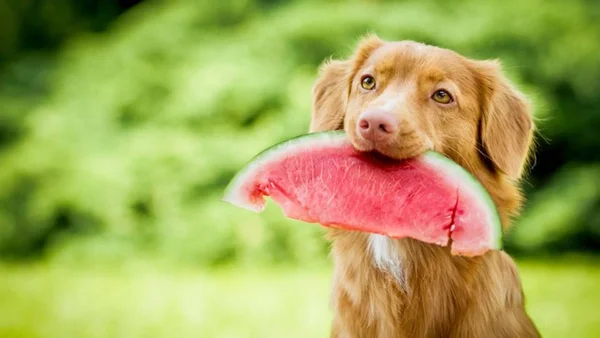 Veja quais frutas são permitidas e as que são proibidas para cães