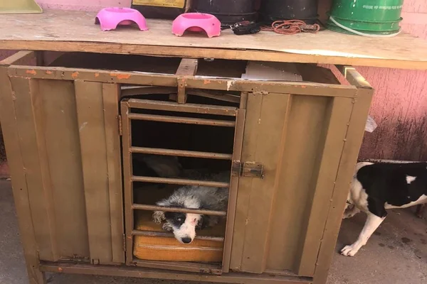 Maus-tratos a animais