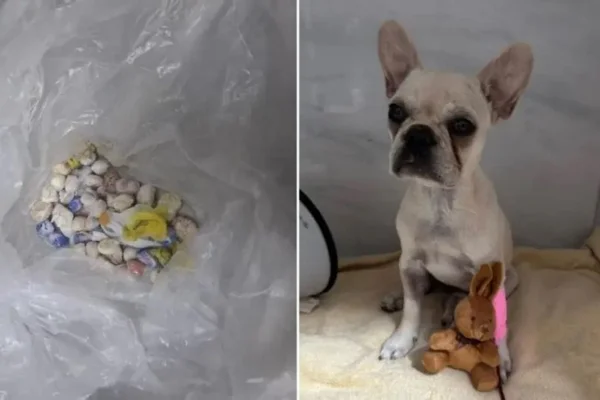 Imagem colorida mostra cachorra que ingeriu crack - Metrópoles