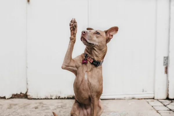 cachorro é o bicho pets