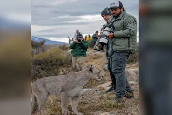 Fotografo com puma