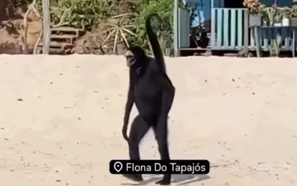 Macaco-aranha passeia na Flona do Tapajós, localizada em Belterra, no oeste do Pará