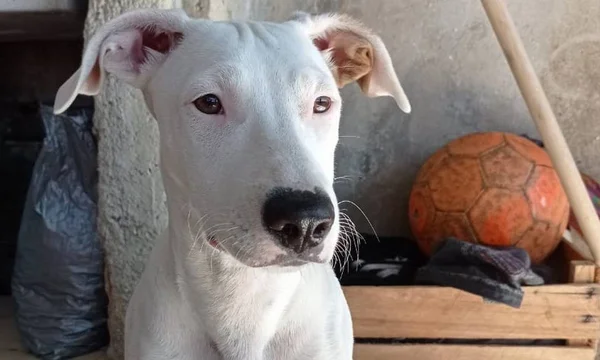 Cadela Malu, morta por um policial civil na Praça da Bandeira, zona norte do Rio de Janeiro