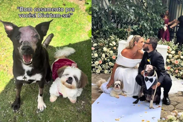 Foto colorida de cães que levaram aliança para noivos