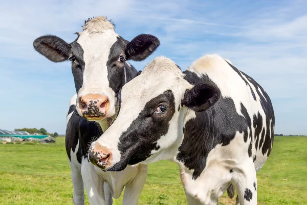 Foto colorida de vacas trocando carinho - Entenda por que as vacas têm melhores amigas e não ficam sozinhas - Metrópoles