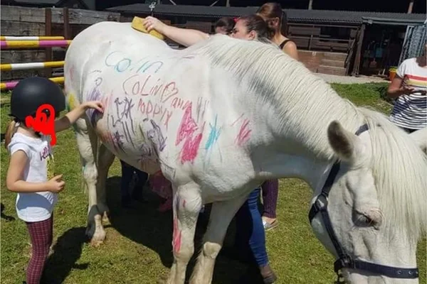 Pais alugam pôneis para serem pintados por crianças em aniversários