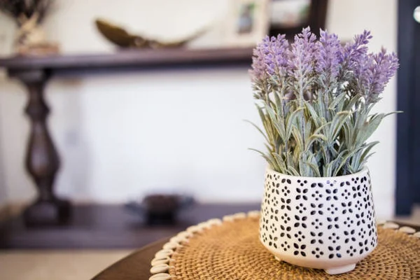 5 plantas (lindas!) que aliviam o estresse e ansiedade