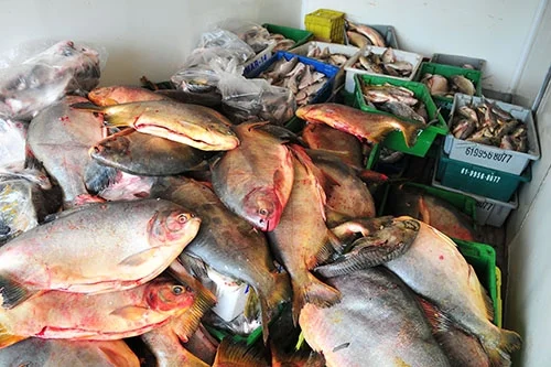 Secretaria da Agricultura apreende 1,5 tonelada de peixe na BR-060