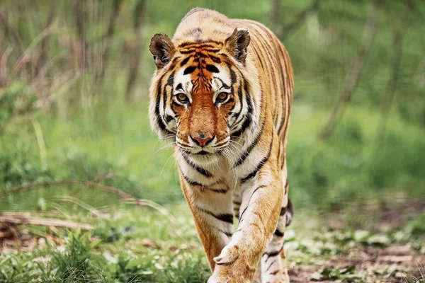 Madagascar? Tigres, leões e onça escapam de zoológico na Alemanha