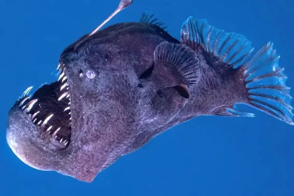 Peixe-Pescador ou Diabo Negro do Mar (Melanocetus johnsonii)