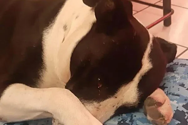 foto de cachorro com pata no rosto