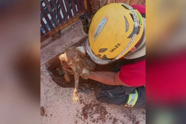 Cachorro fica preso em tubulação de esgoto residencial no Entorno do DF