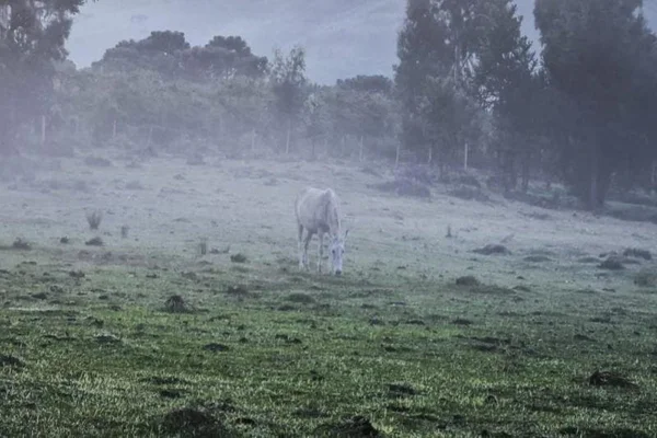 O dia a dia da intensa onda de frio – o que esperar