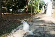 Moradores reclamam que os animais costumam mexer nos lixos Moradores reclamam que os animais costumam mexer nos lixos
