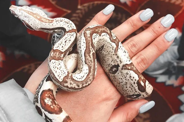 Cobras como pet: veja dicas para ter uma em casa