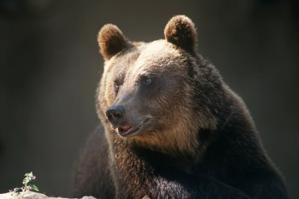 Foto de urso pardo