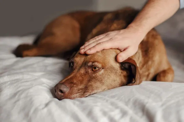Depressão em pets
