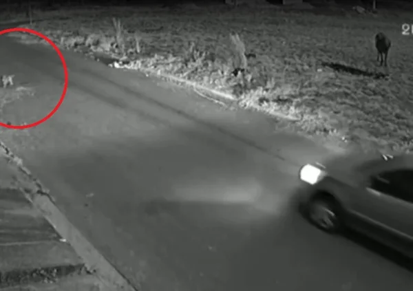 motorista desvia carro para atropelar e matar cão em Anápolis (GO)
