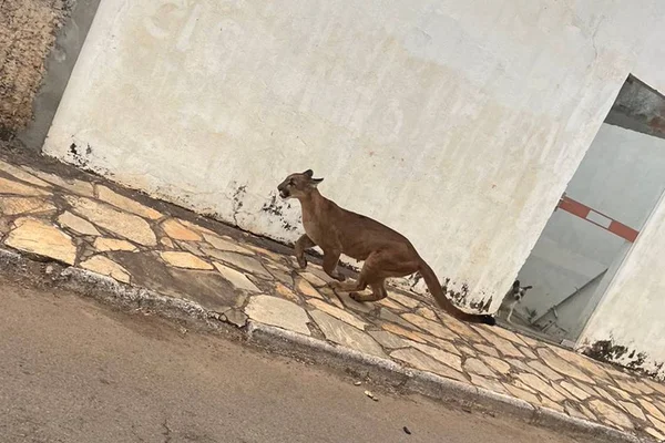 onça parda correndo por rua de indiara, goiás