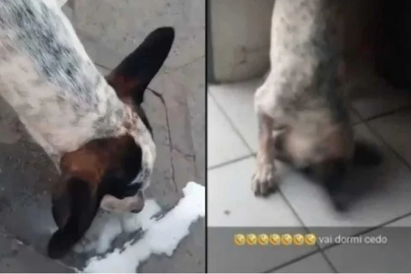 Estudante dá cerveja para cachorro, divulga na internet e acaba preso