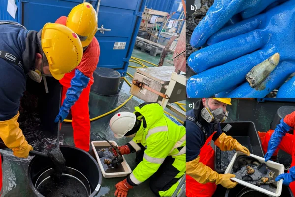 Imagem colorida de cientistas com restos mortais de uma baleia - Metrópoles