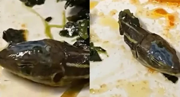 foto colorida de cabeça de cobra achada em voo